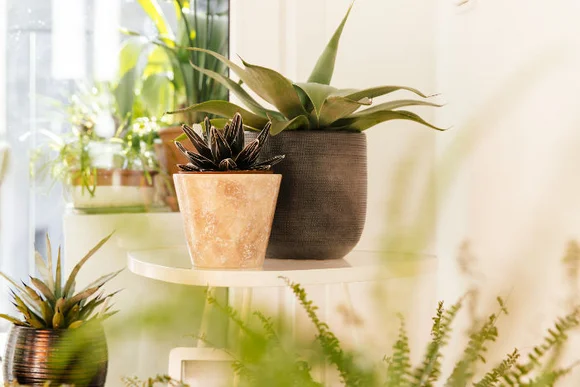 Zwei Topfpflanzen auf einem Tisch